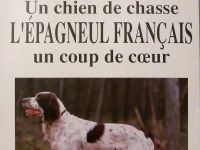 un-chien-de-chasse-l-epagneul-francais-un-coup-de-coeur