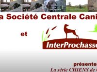 serie-de-videos-chiens-de-chasse