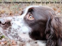 les-chiens-comprennent-ils-tout-ce-qu-on-leur-dit