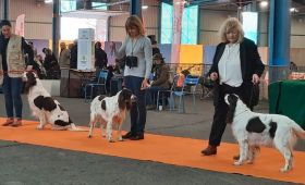 Exposition canine Internationale de Montluçon (03) 