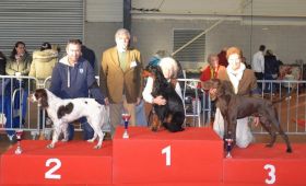 Exposition canine nationale de Castres (81)
